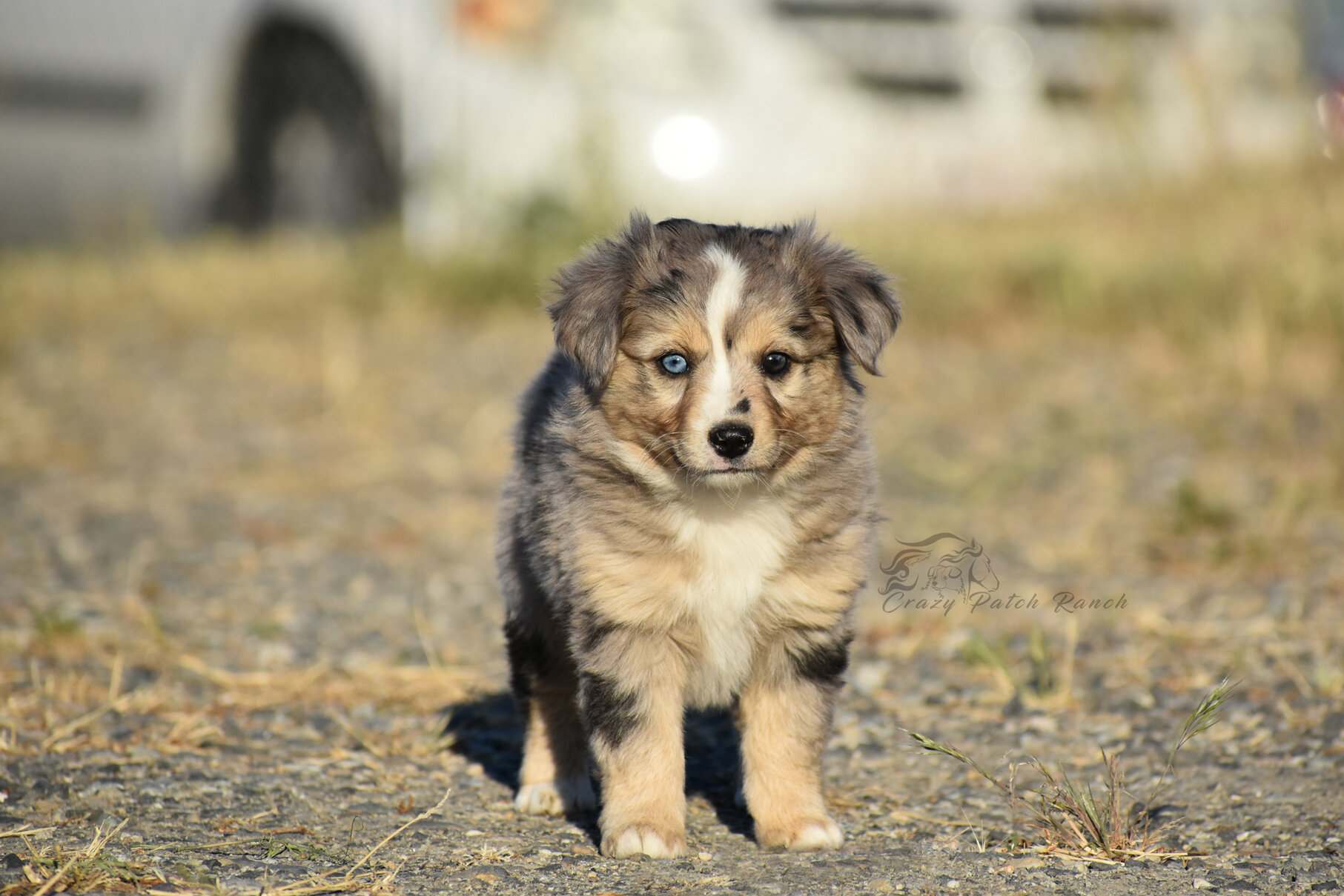 Toy Sized Mini American Shepherd image 7