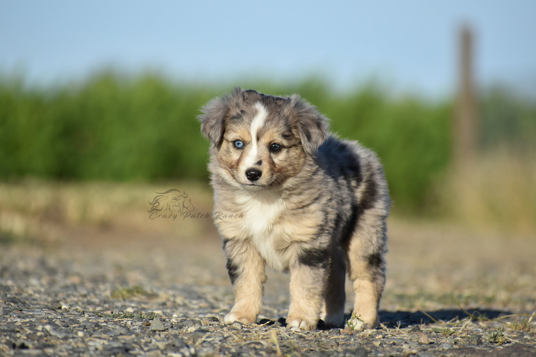 Toy Sized Mini American Shepherd image 8