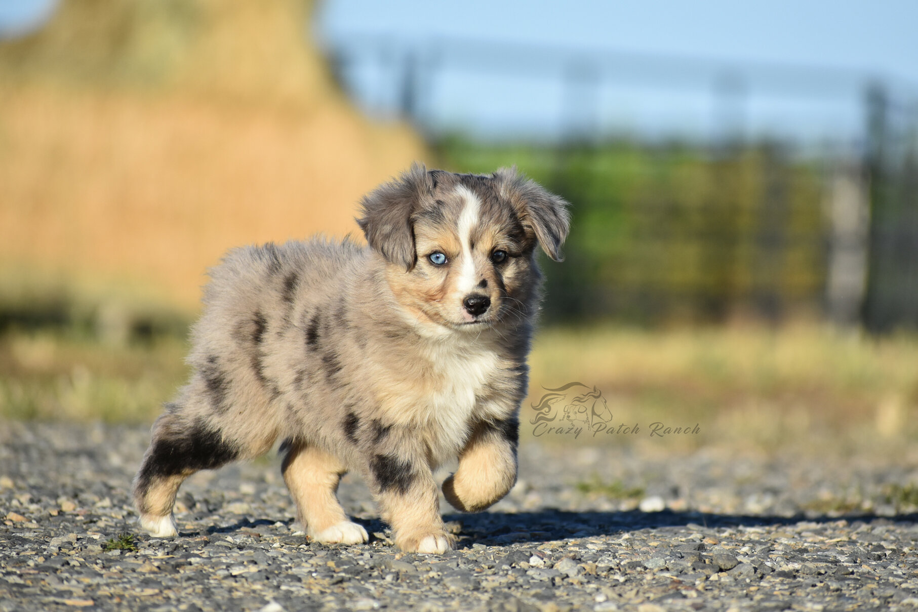 Toy Sized Mini American Shepherd image 9