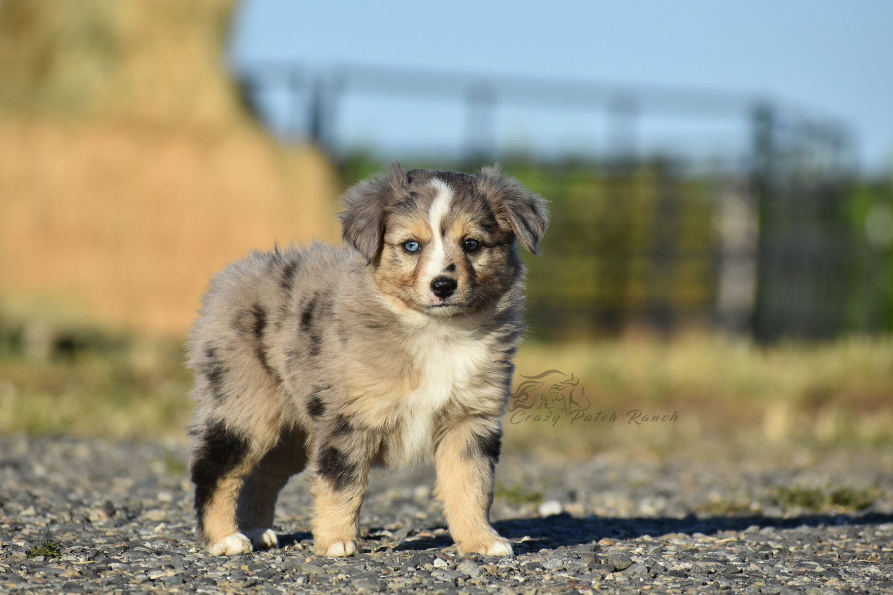 Toy Sized Mini American Shepherd image 10