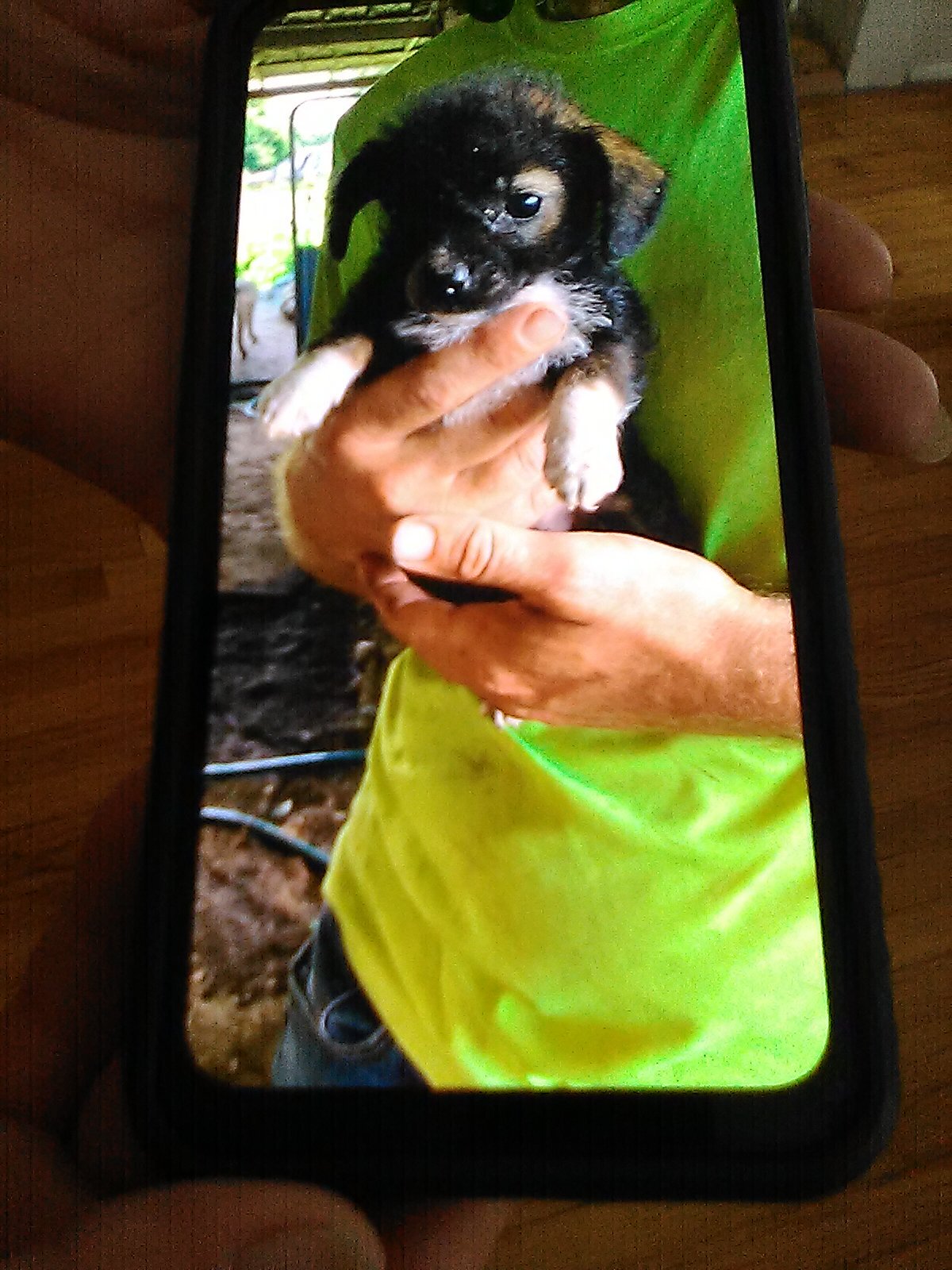 Morkie Yorkie Poo image 2