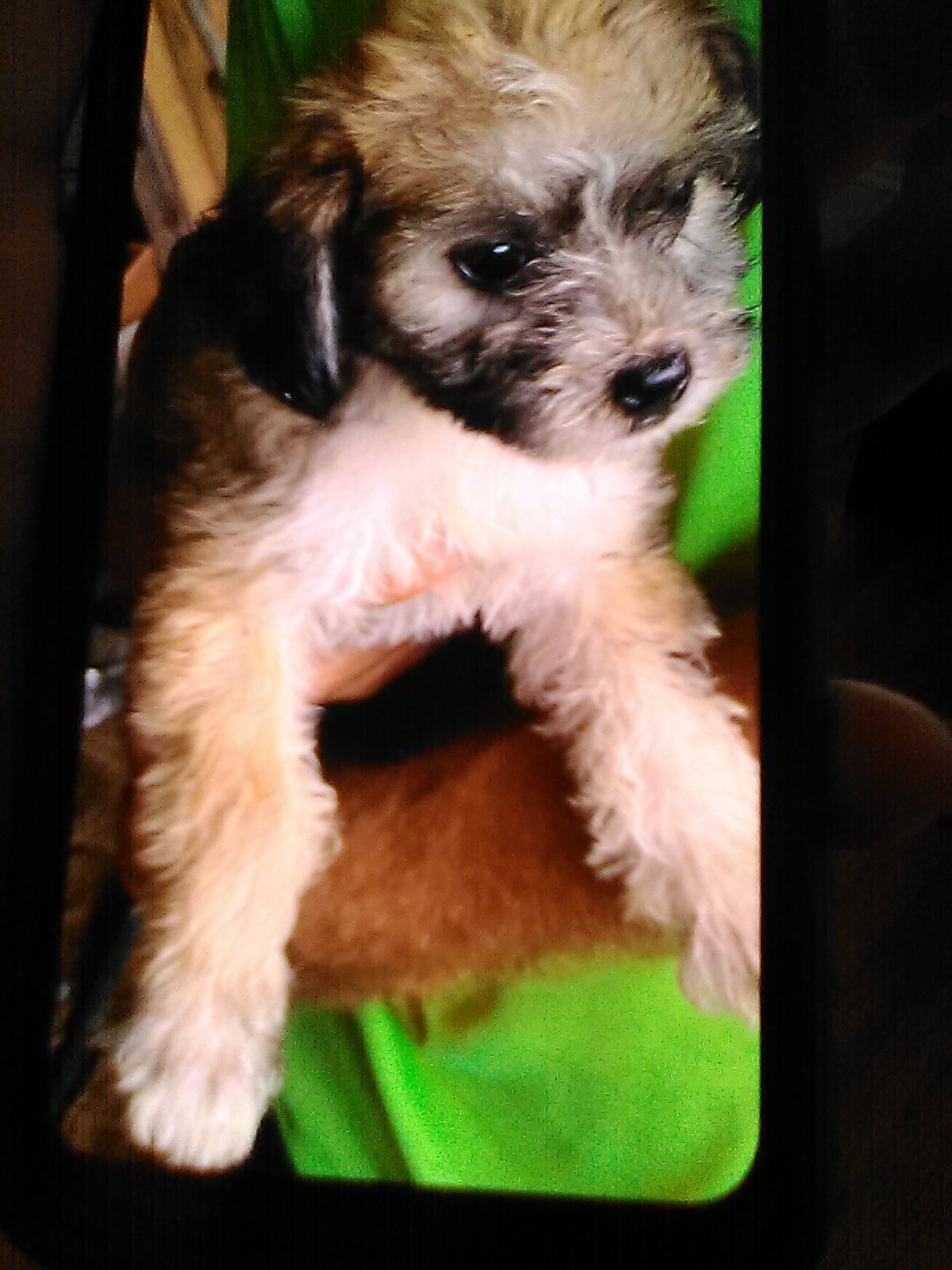 Morkie Yorkie Poo image 1