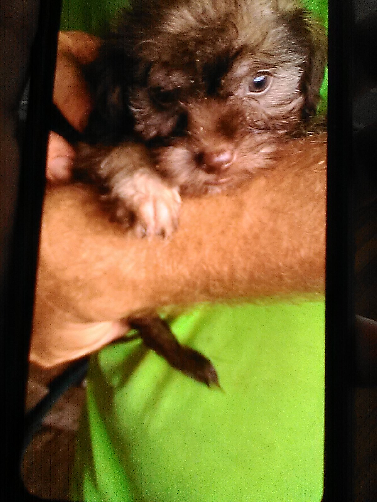 Morkie Yorkie Poo image 3