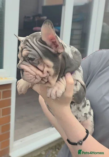 TOP QUALITY KC REG FRENCH BULLDOG PUPPIES(HEALTHT) image 8
