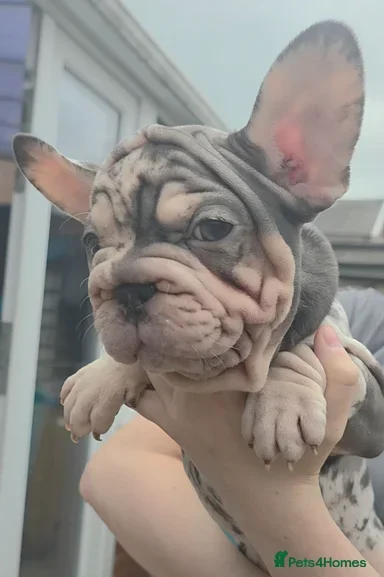 TOP QUALITY KC REG FRENCH BULLDOG PUPPIES(HEALTHT) image 7