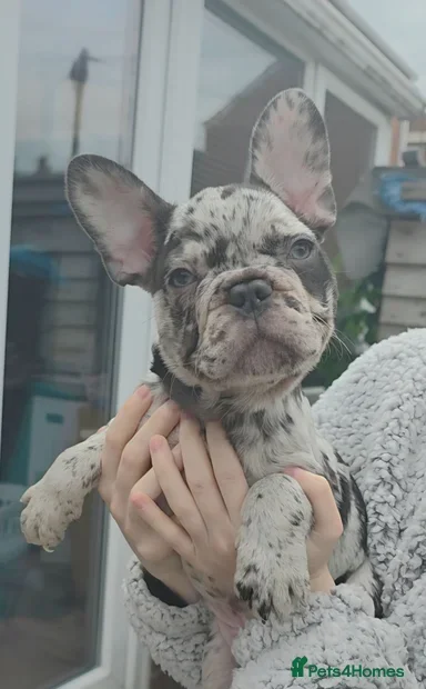 TOP QUALITY KC REG FRENCH BULLDOG PUPPIES(HEALTHT) image 5