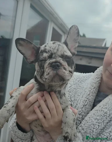 TOP QUALITY KC REG FRENCH BULLDOG PUPPIES(HEALTHT) image 6