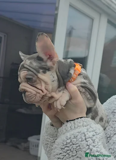 TOP QUALITY KC REG FRENCH BULLDOG PUPPIES(HEALTHT) image 4