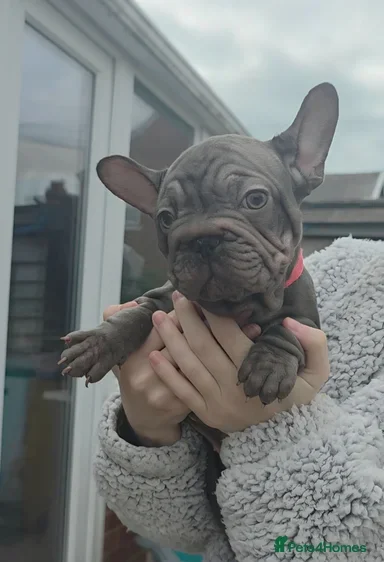 TOP QUALITY KC REG FRENCH BULLDOG PUPPIES(HEALTHT) image 2
