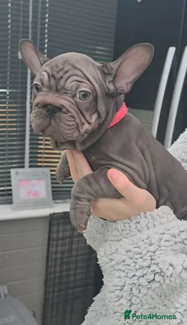TOP QUALITY KC REG FRENCH BULLDOG PUPPIES(HEALTHT) image 1