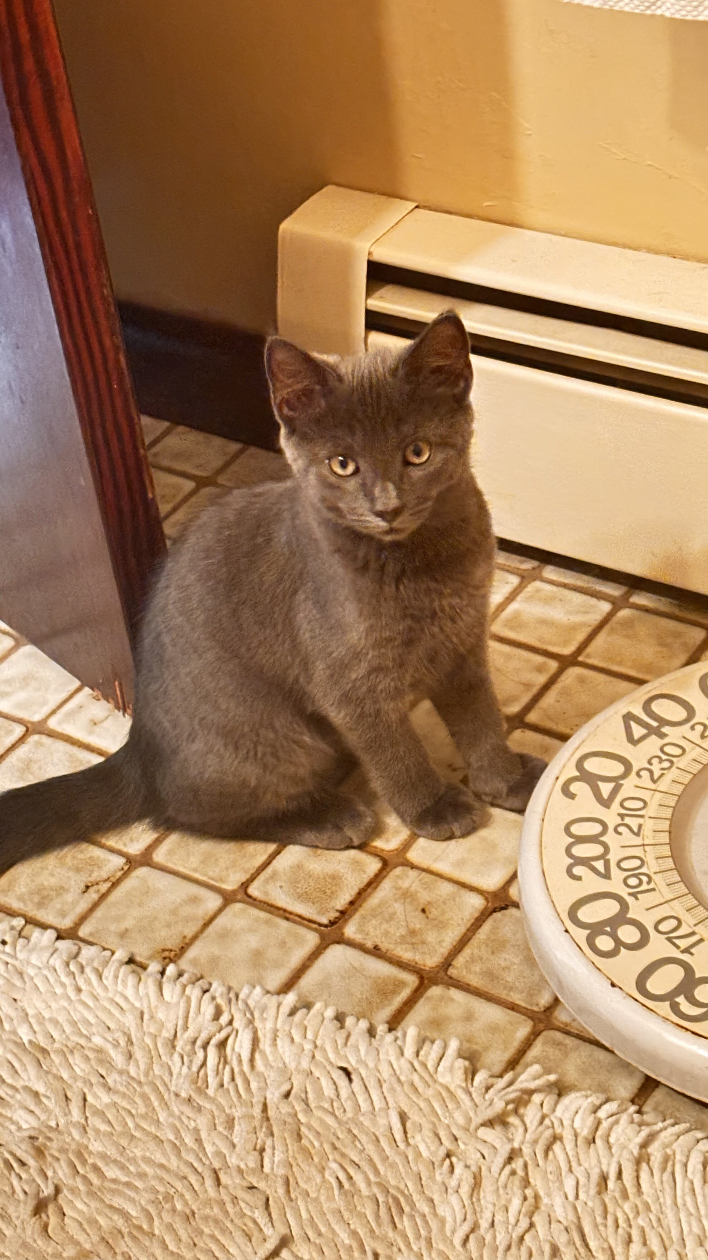 4 Kittens image 5