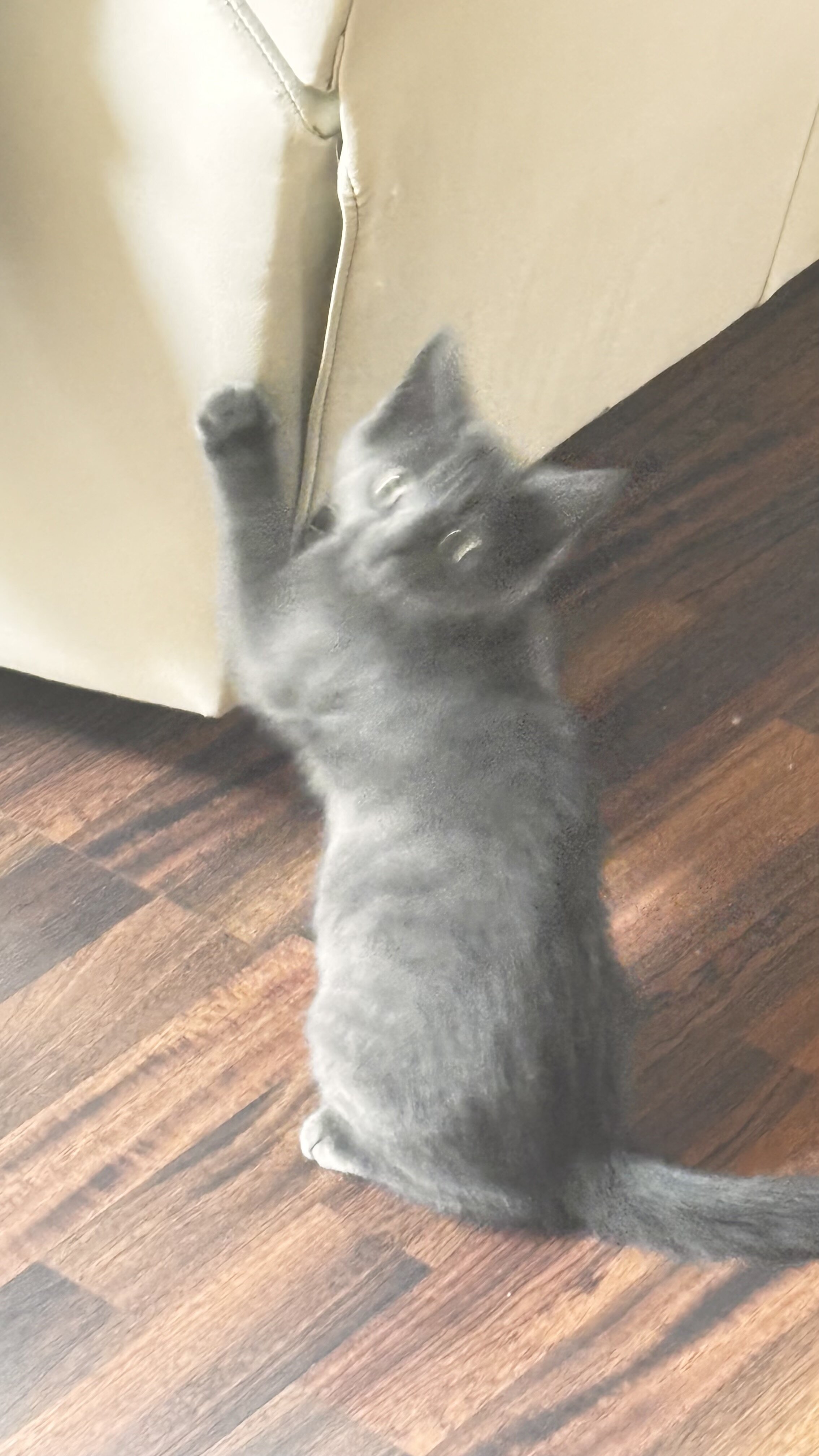 4 Kittens image 6