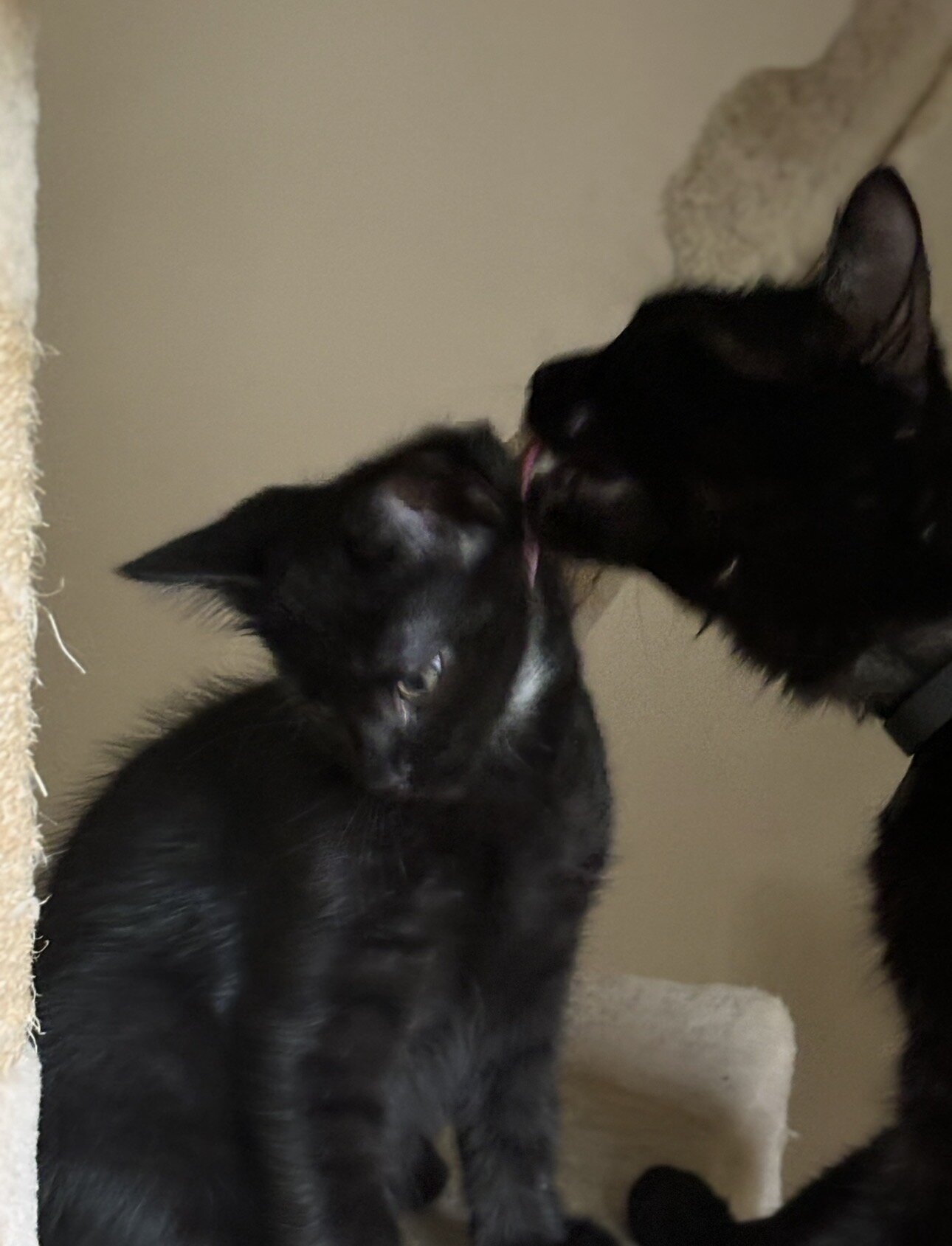 4 Kittens image 1