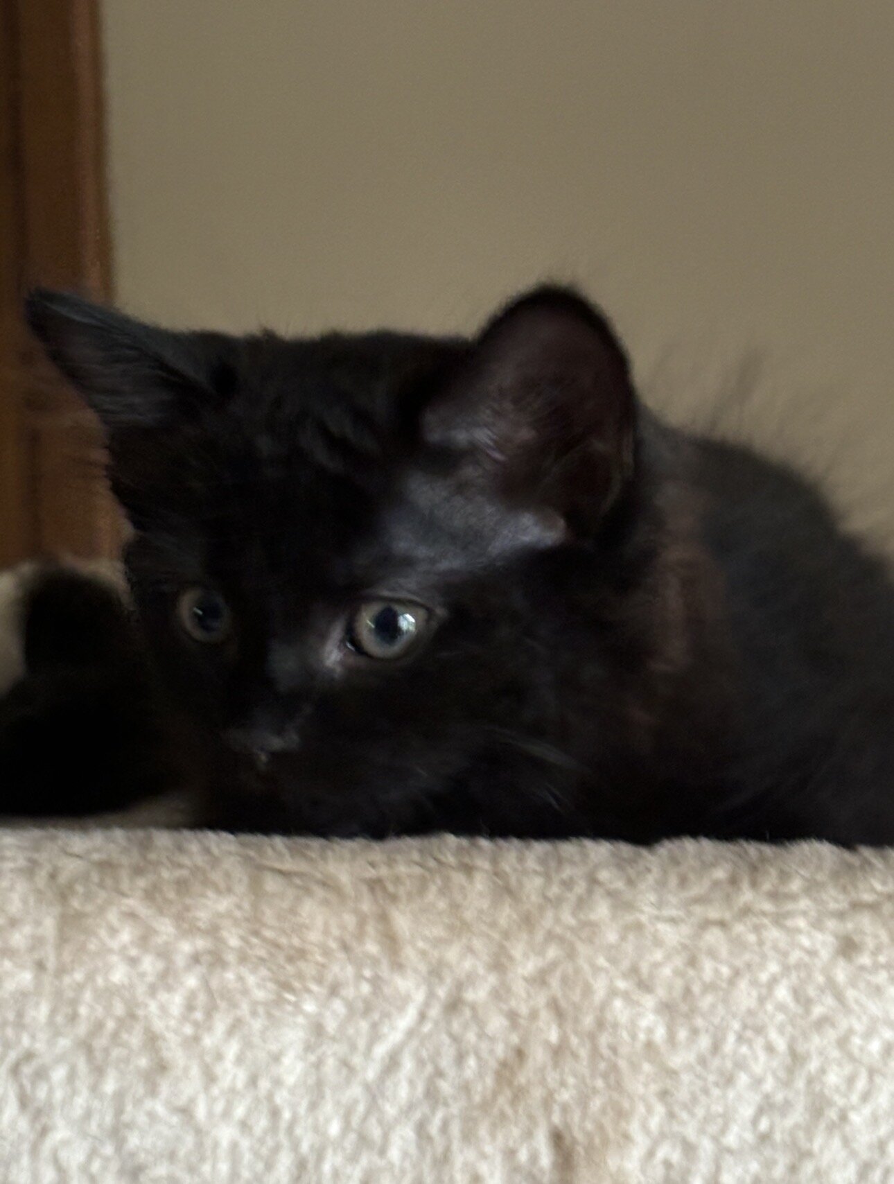 4 Kittens image 2