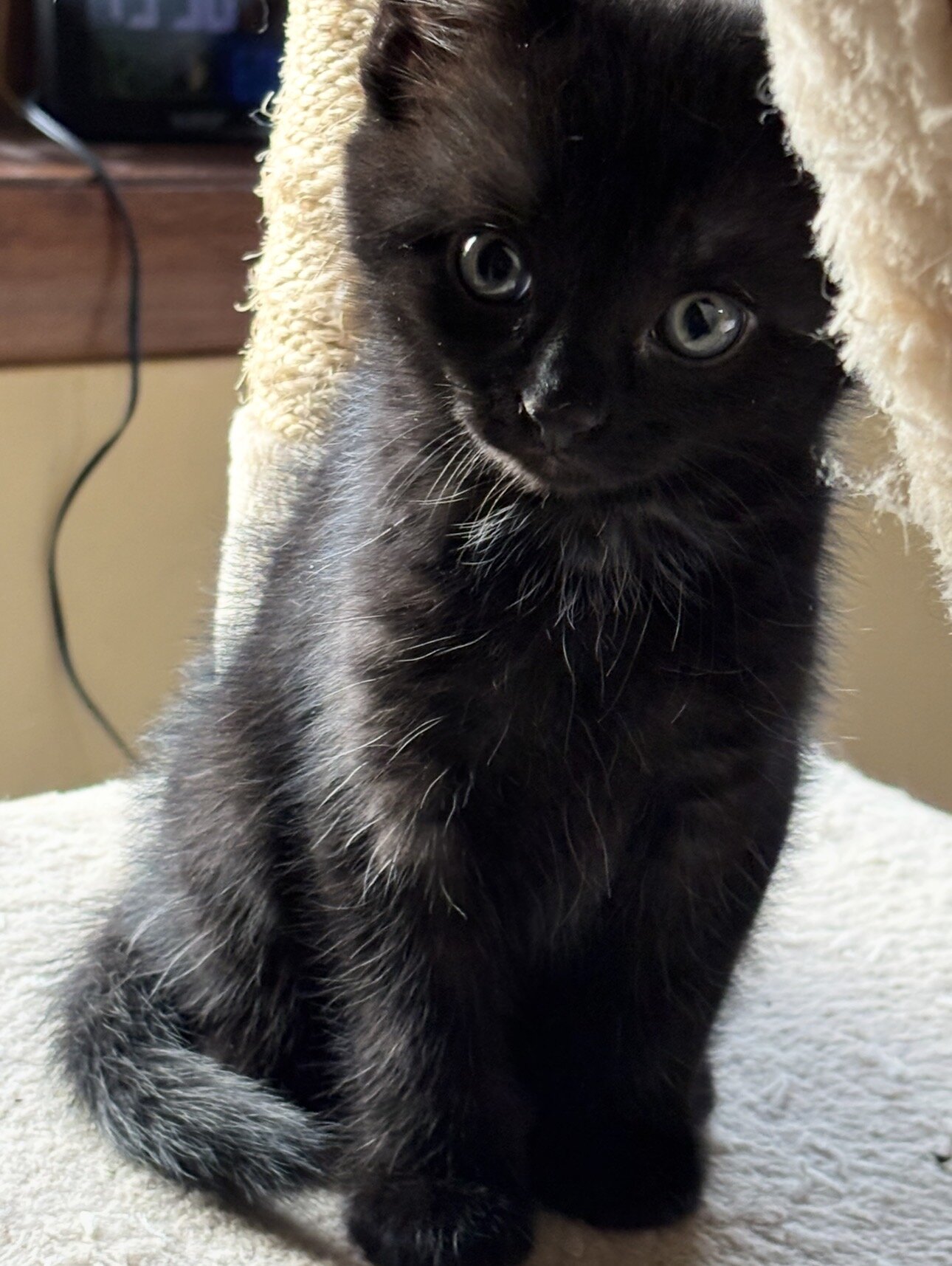 4 Kittens image 3