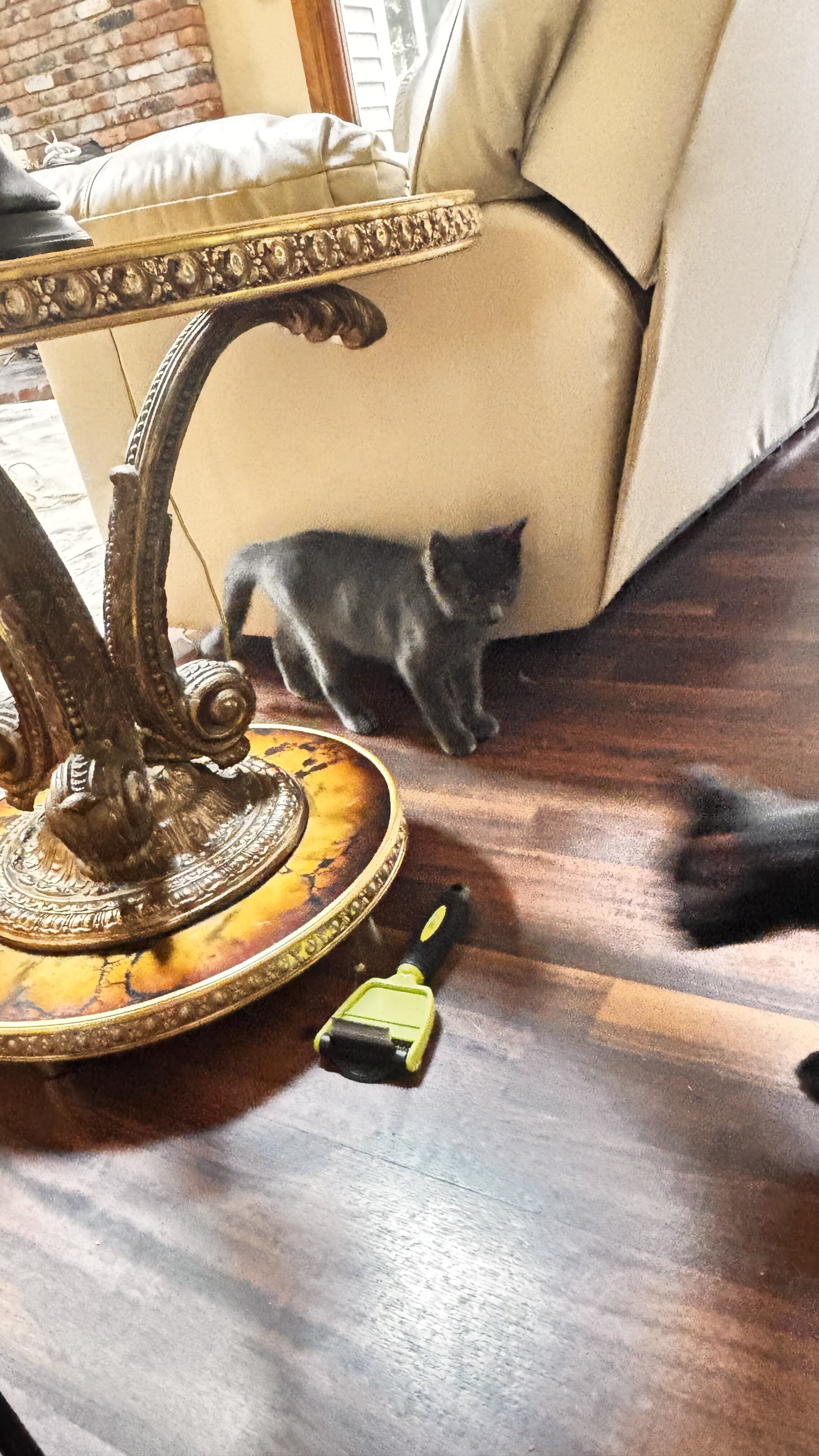 4 Kittens image 4