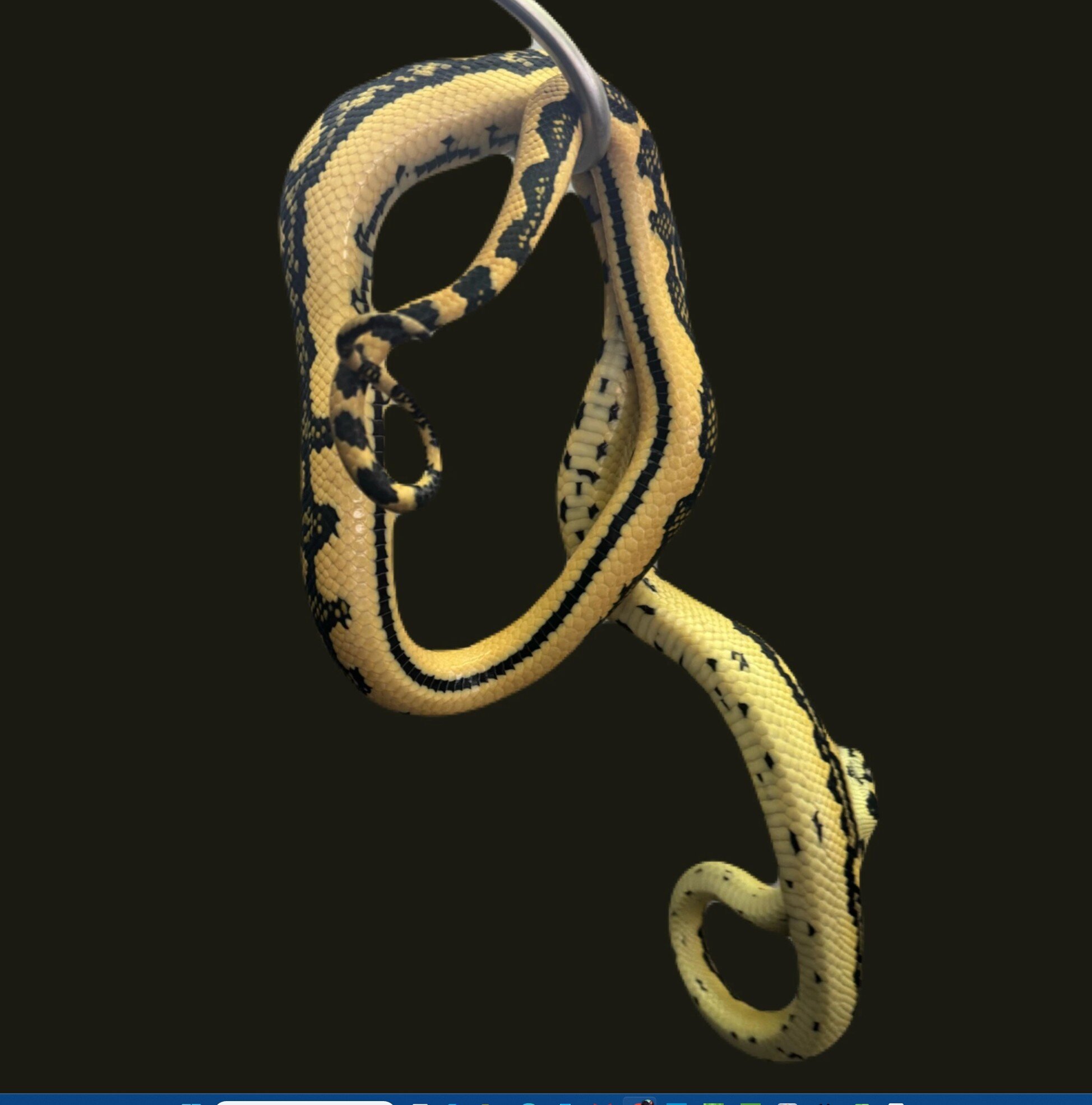 Carpet Python image 1