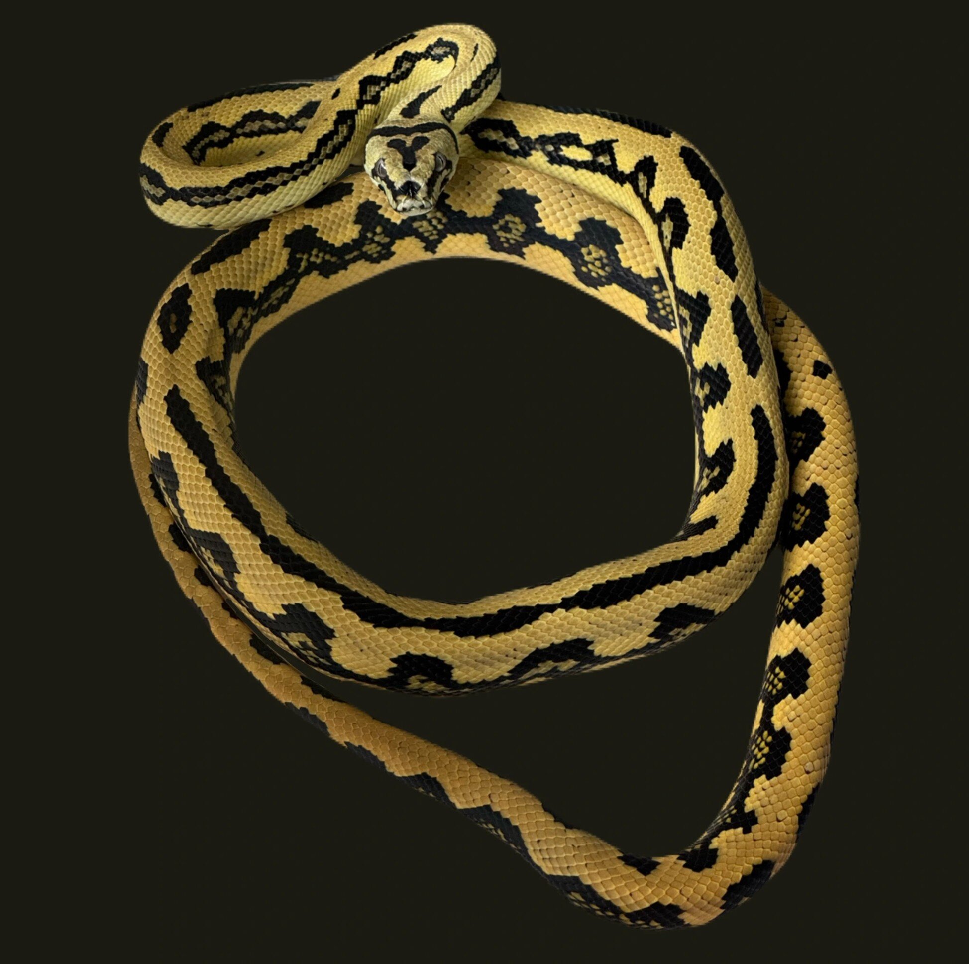 Carpet Python image 2