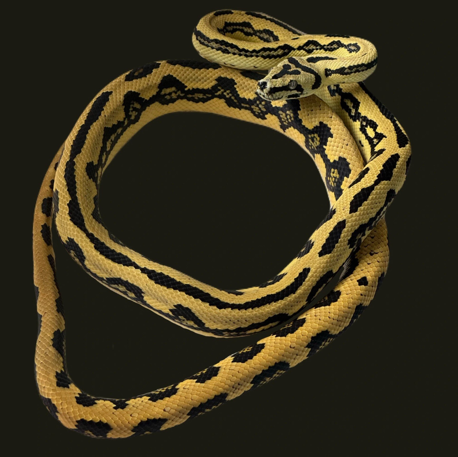 Carpet Python image 3