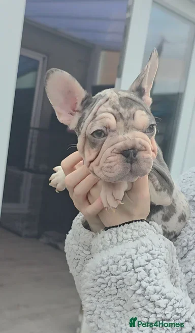 French Bulldog Puppies Available image 9