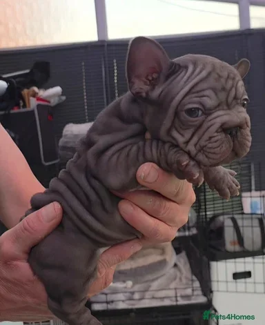 French Bulldog Puppies Available image 6