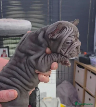 French Bulldog Puppies Available image 7