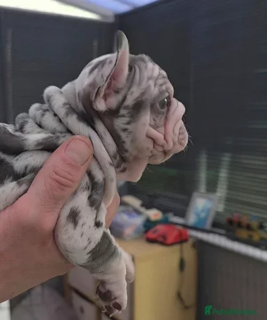 French Bulldog Puppies Available image 4