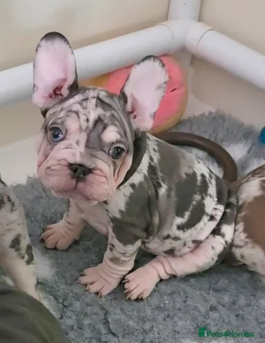French Bulldog Puppies Available image 1