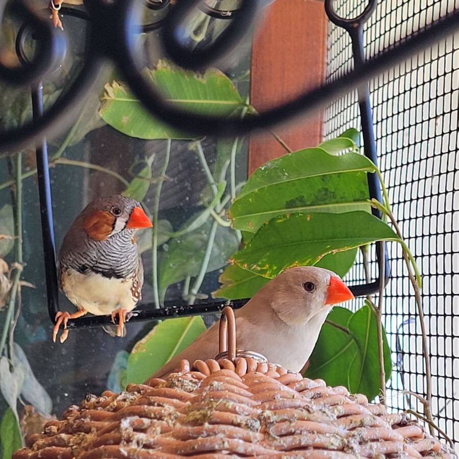 Zebra finches image 1
