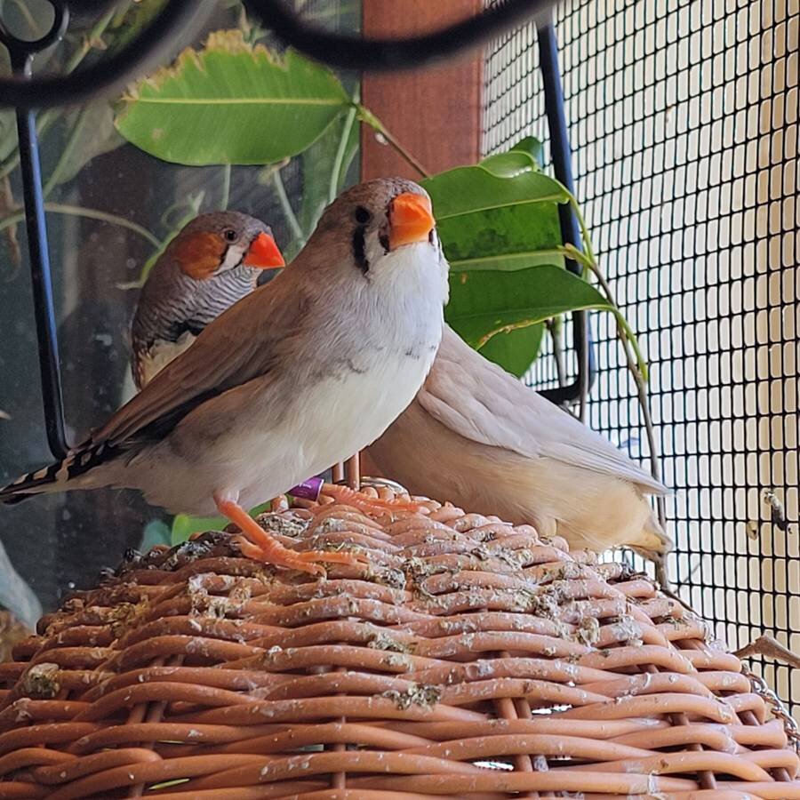 Zebra finches image 5