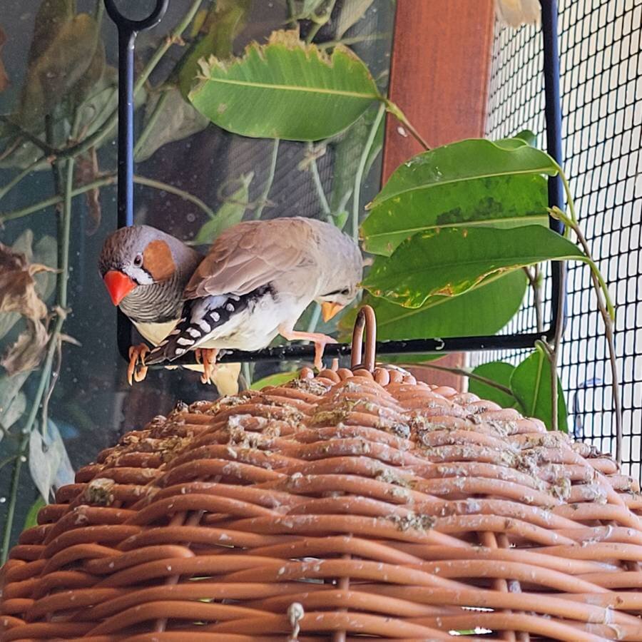 Zebra finches image 3