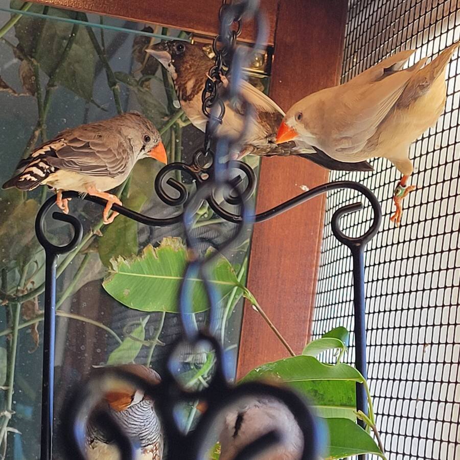 Zebra finches image 4