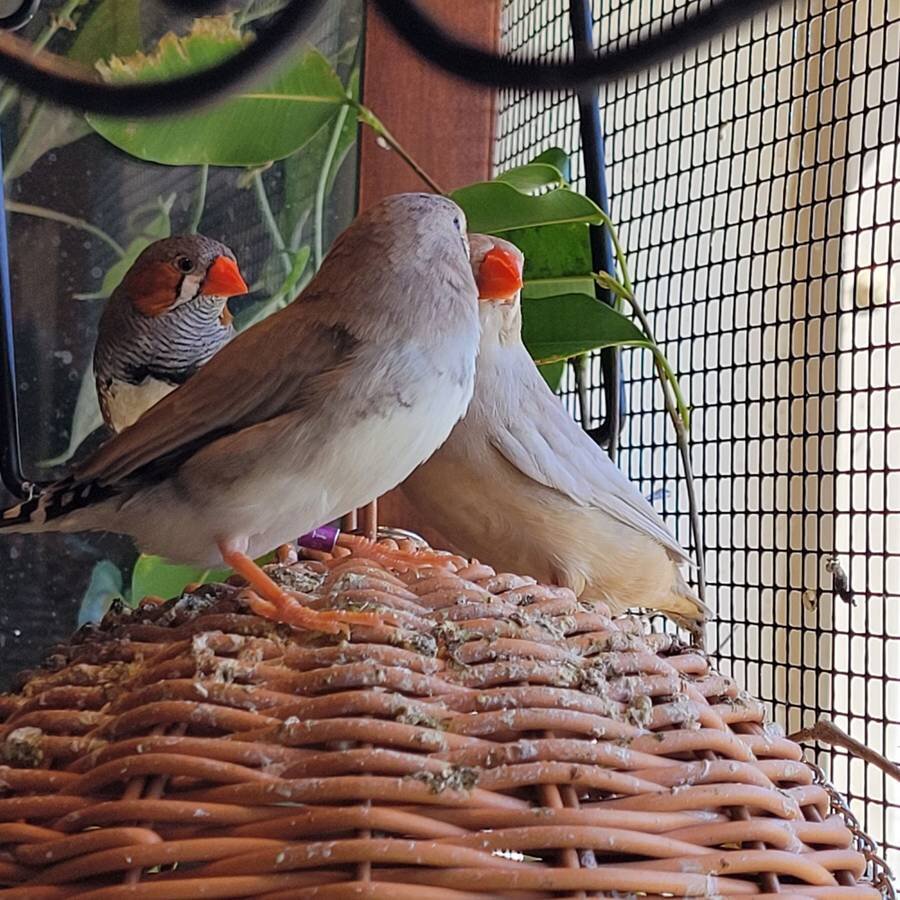 Zebra finches image 6