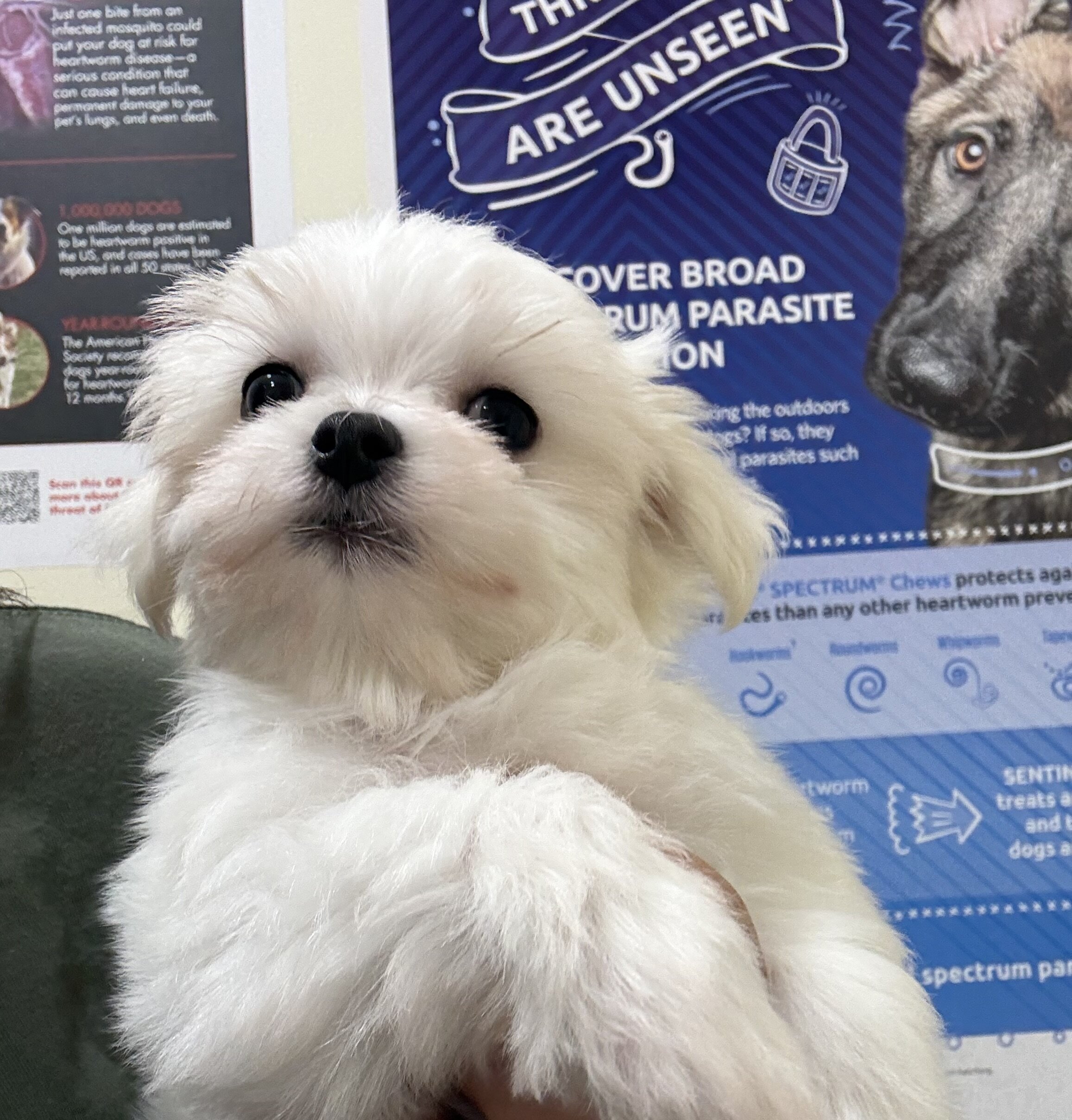 Male Maltese puppy image 1
