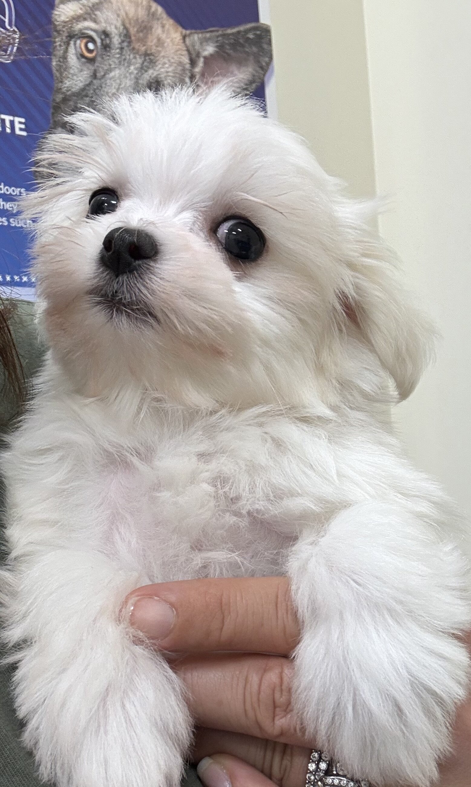 Male Maltese puppy image 2