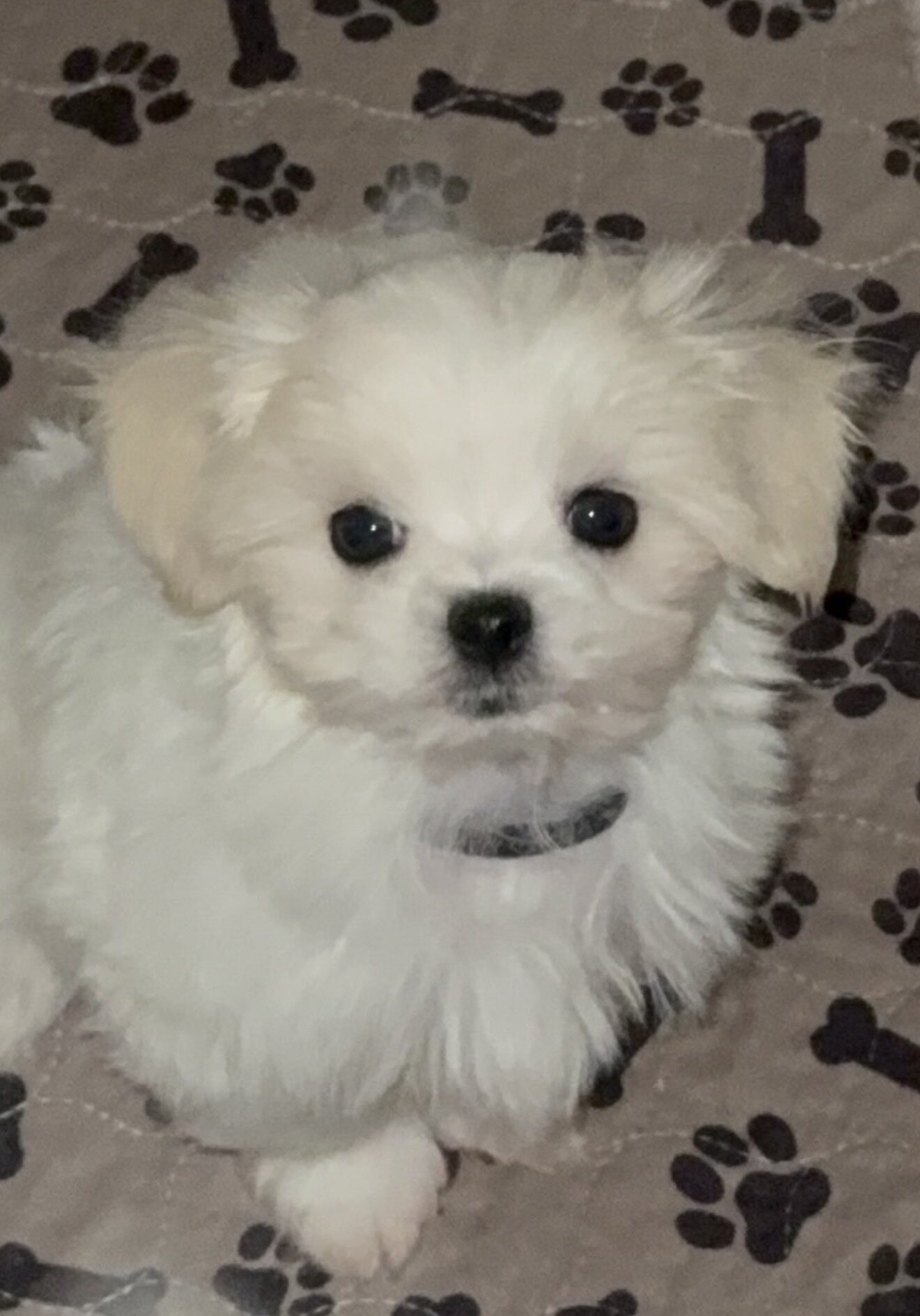 Male Maltese puppy image 4