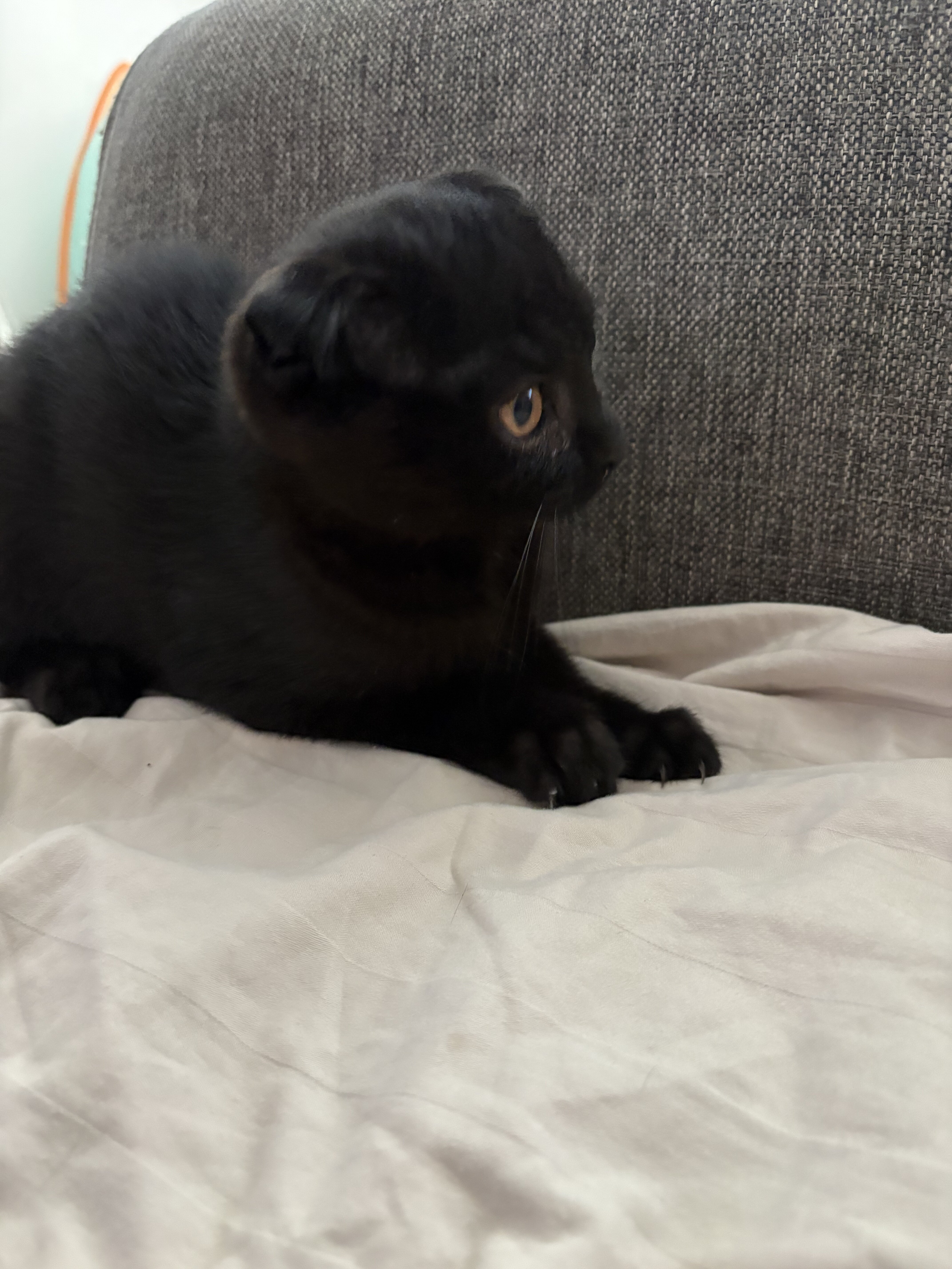 Scottish fold kitten image 3