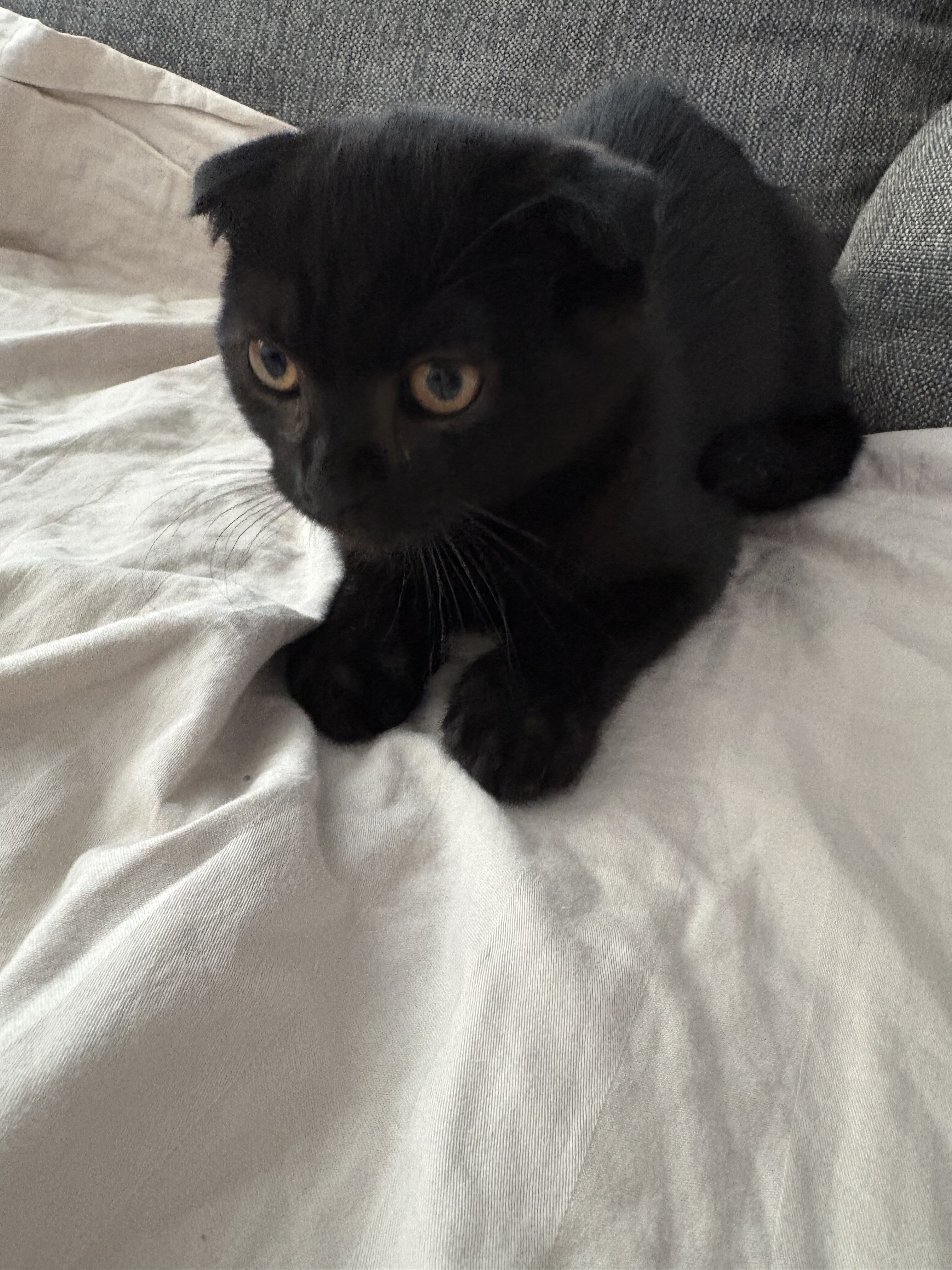 Scottish fold kitten image 1