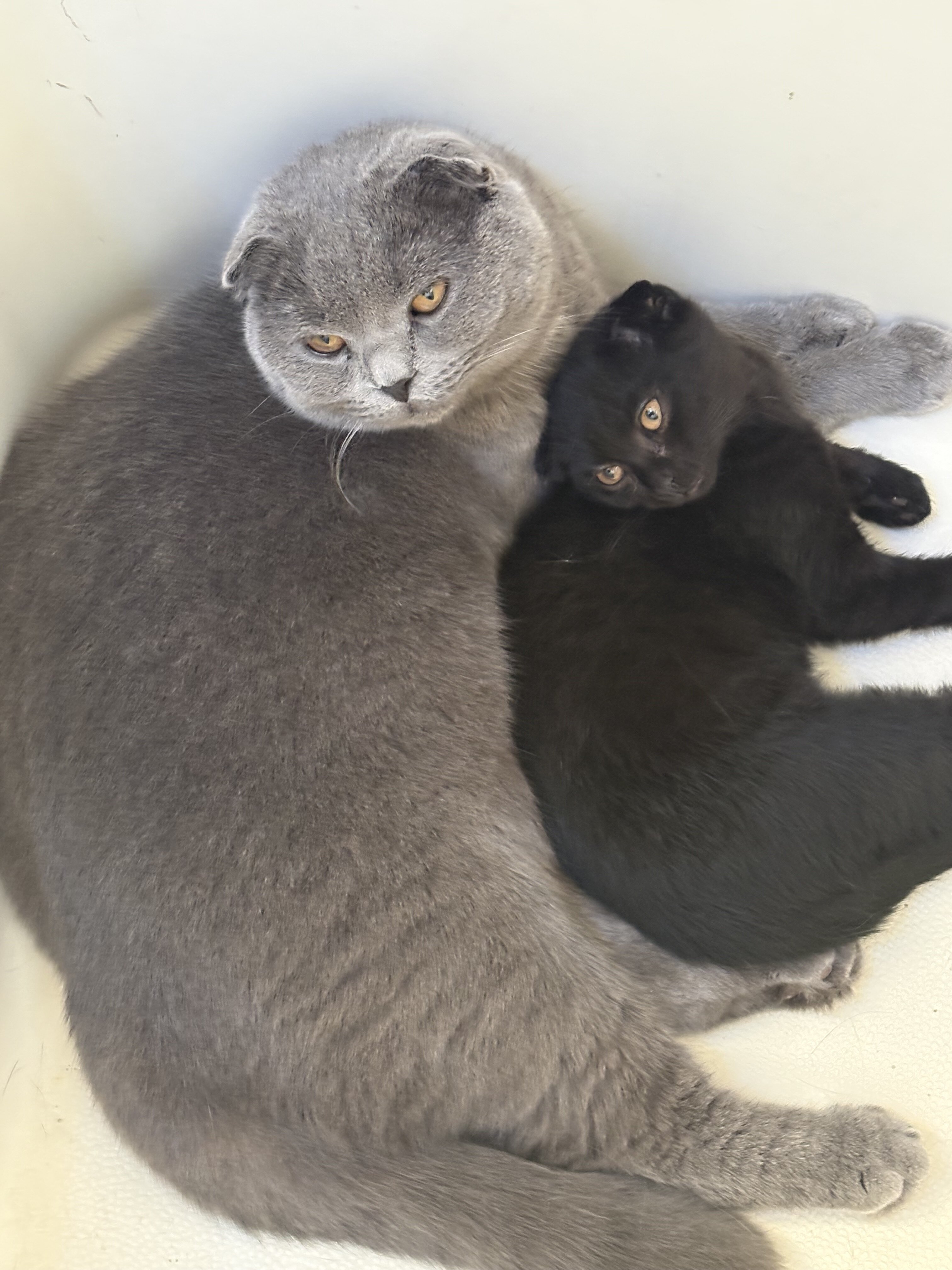 Scottish fold kitten image 2