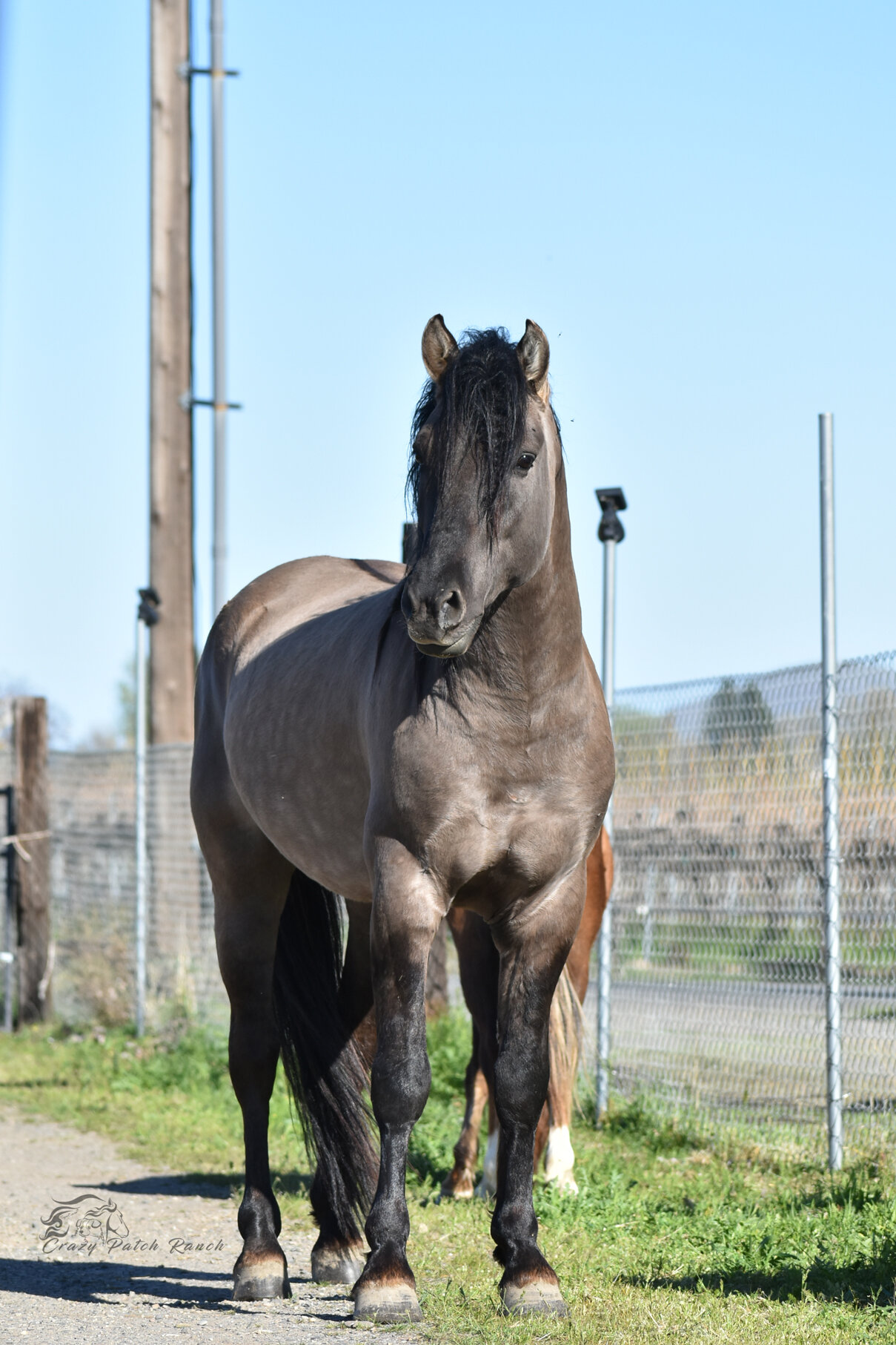Kiger Mustang + Peruvian Paso cross foal in utero image 4