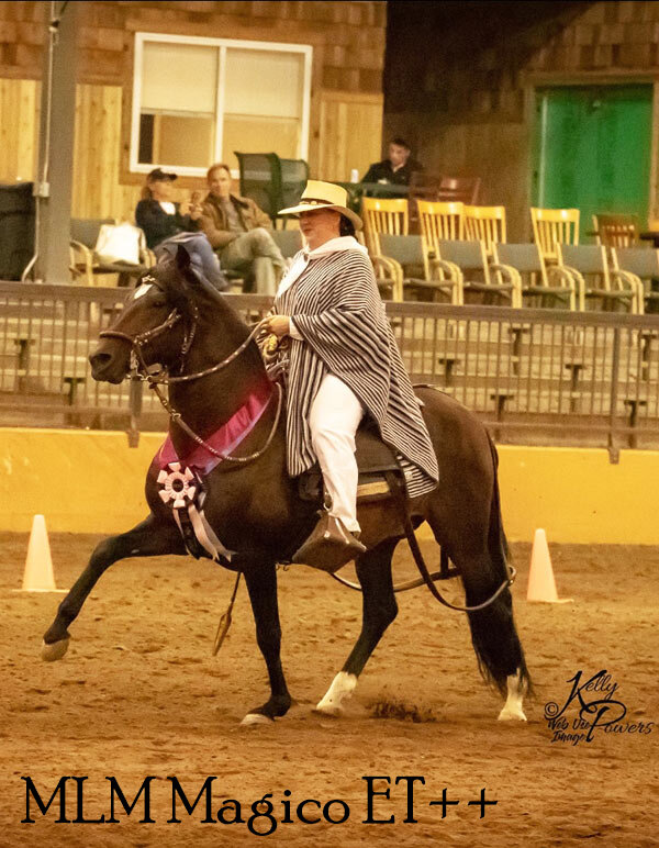 Kiger Mustang + Peruvian Paso cross foal in utero image 6