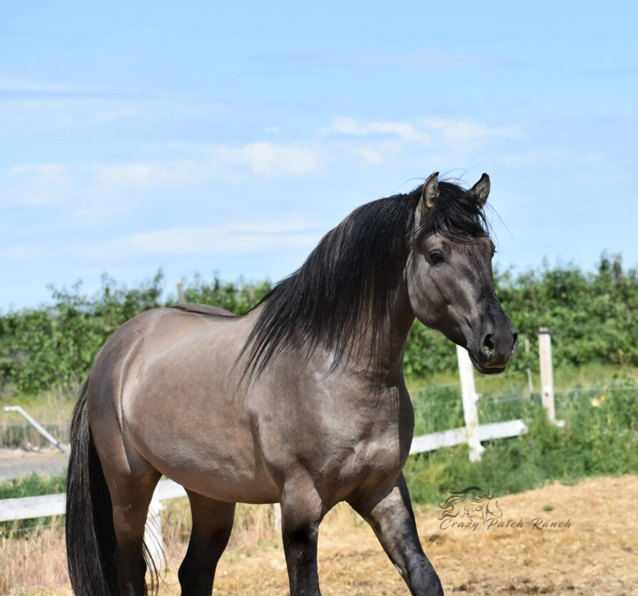 Kiger Mustang + Peruvian Paso cross foal in utero image 1