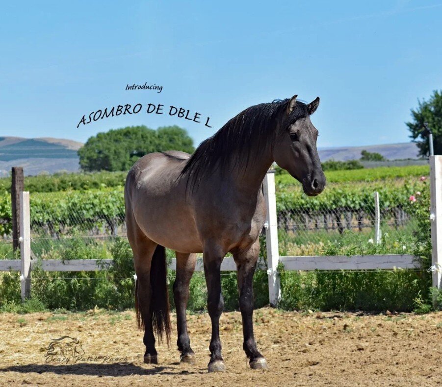 Kiger Mustang + Peruvian Paso cross foal in utero image 2