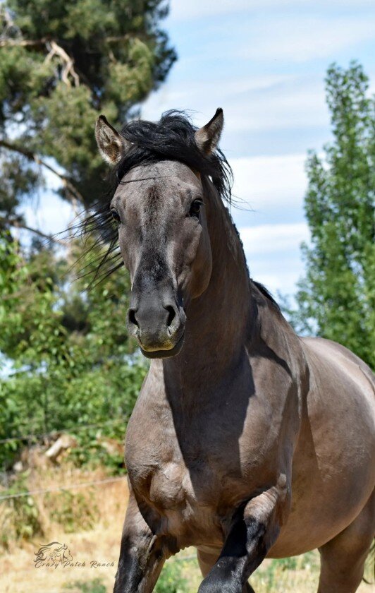 Kiger Mustang + Peruvian Paso cross foal in utero image 3