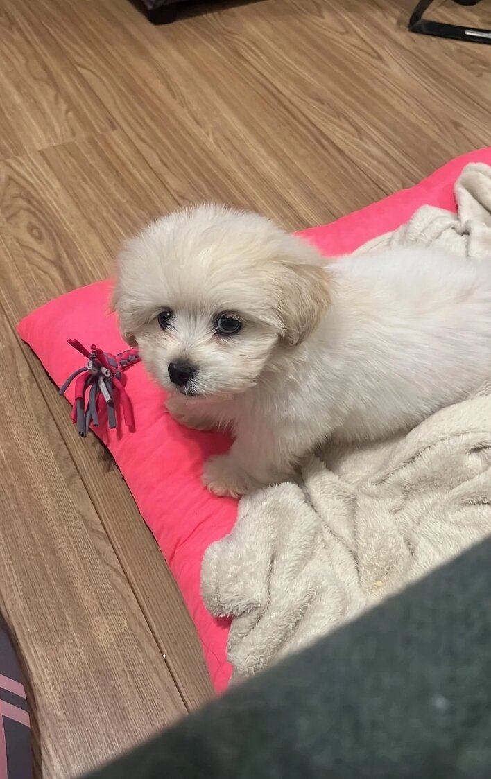 Maltese babies image 3