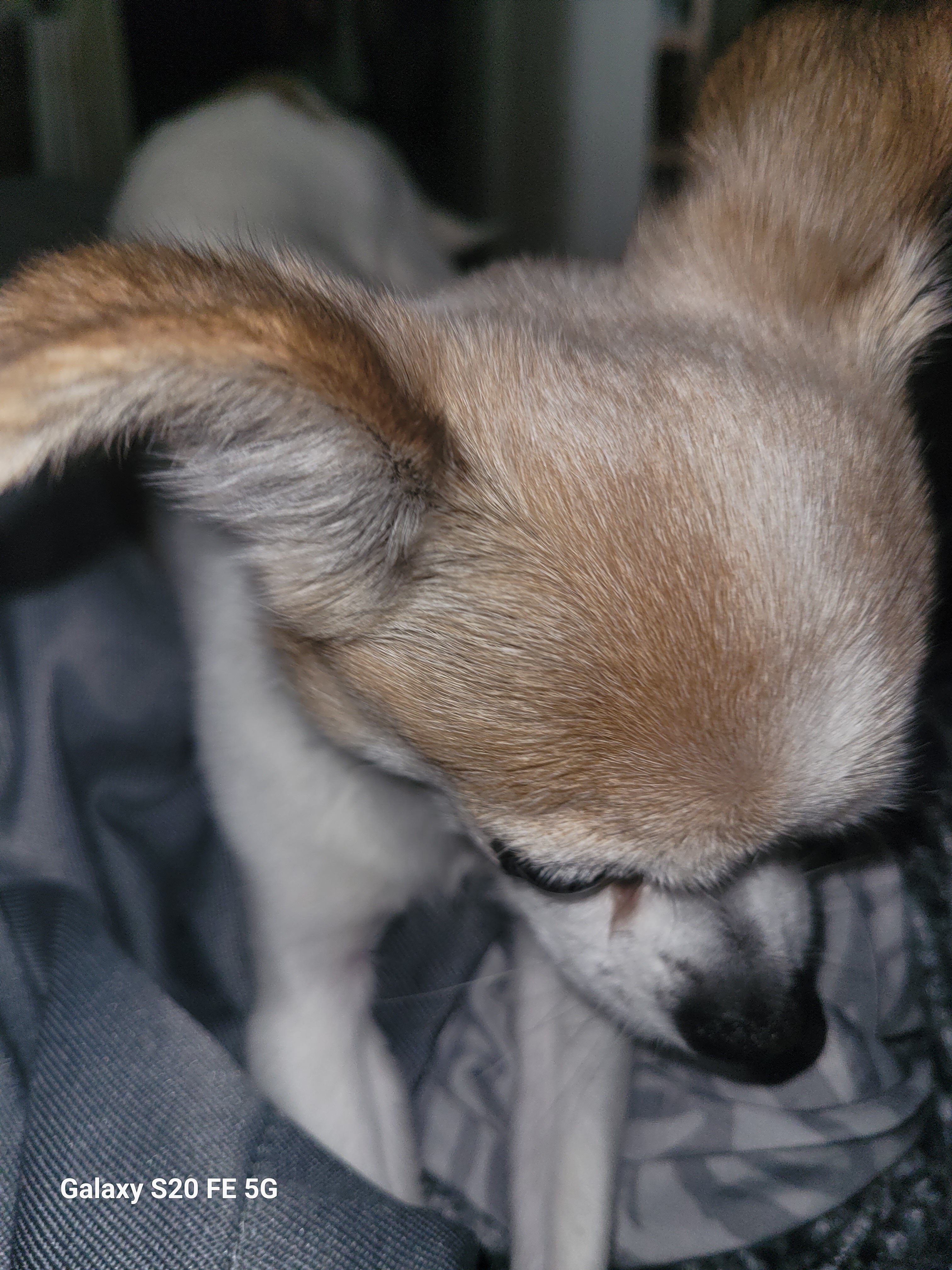 Cute Teacup Chihuahua & Jack Russell Terrier Mix image 6