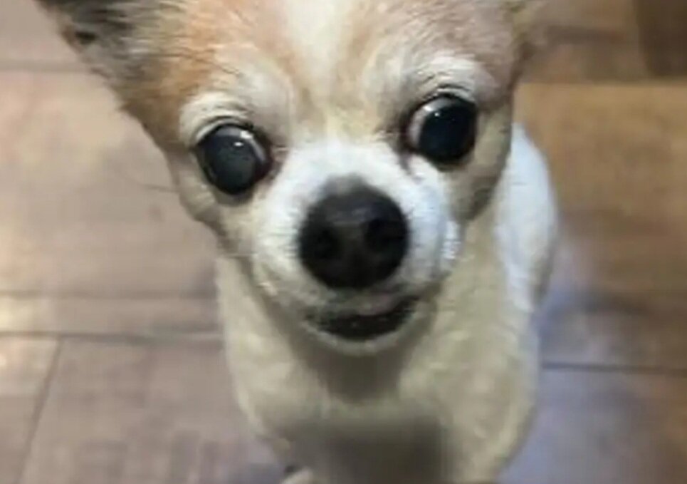 Cute Teacup Chihuahua & Jack Russell Terrier Mix image 1