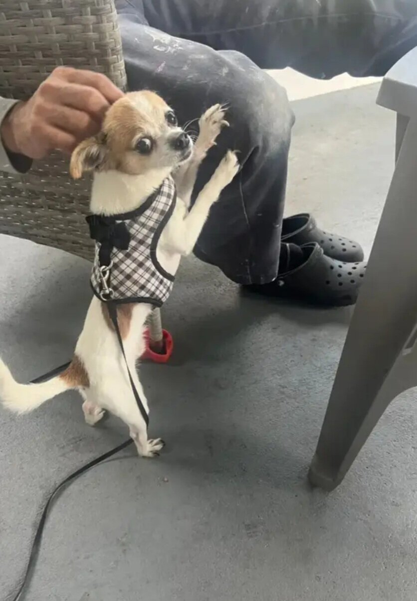 Cute Teacup Chihuahua & Jack Russell Terrier Mix image 4