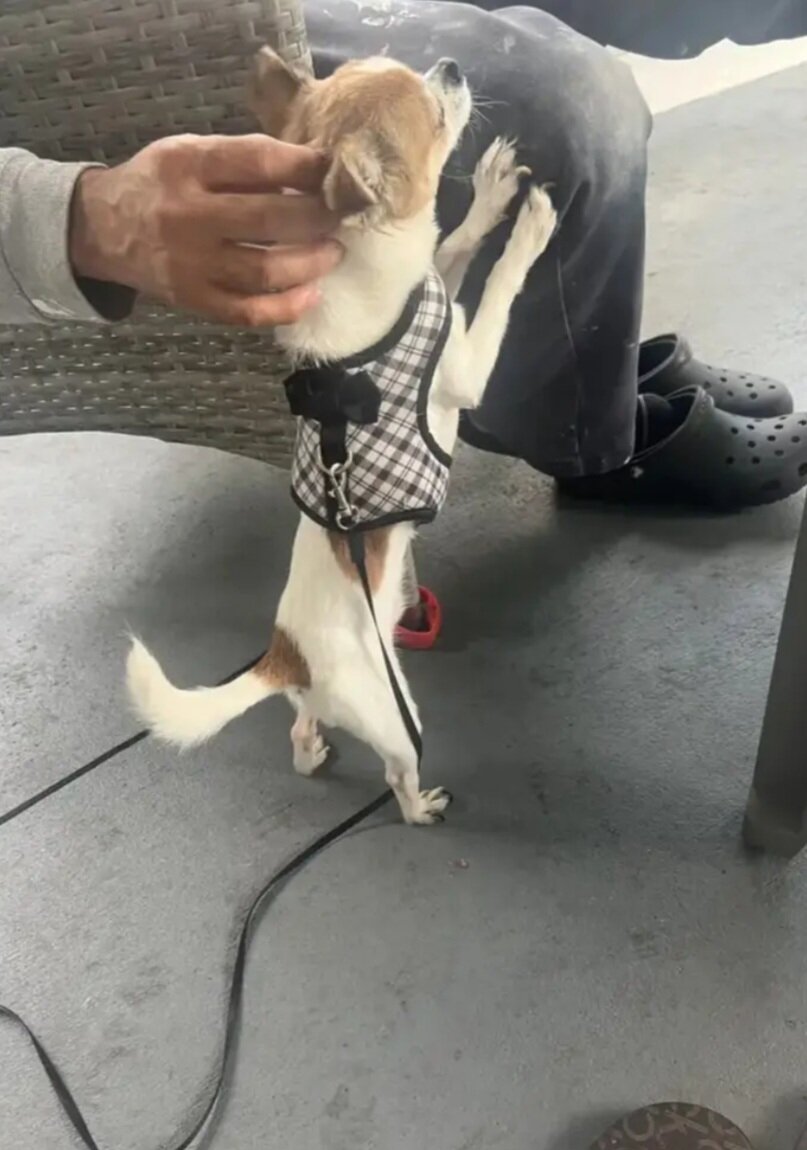 Cute Teacup Chihuahua & Jack Russell Terrier Mix image 5