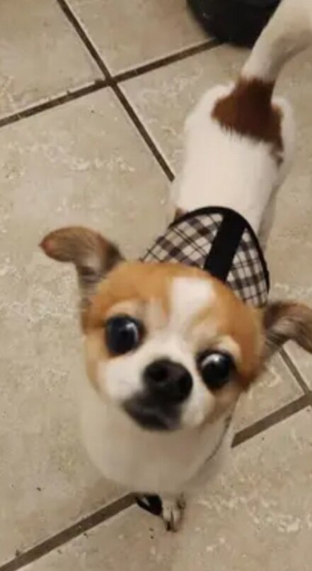 Cute Teacup Chihuahua & Jack Russell Terrier Mix image 7